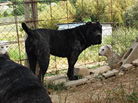 cane corso tigrato